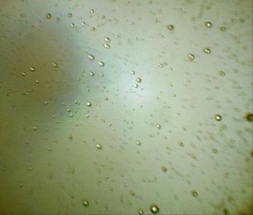 Масло в виде капель стабилизированной эмульсии размером 1–20 мкм в сточной воде мойки деталей (увеличение 100)
