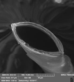 Фото мембранного волокна (диаметр порядка 150 мкм)